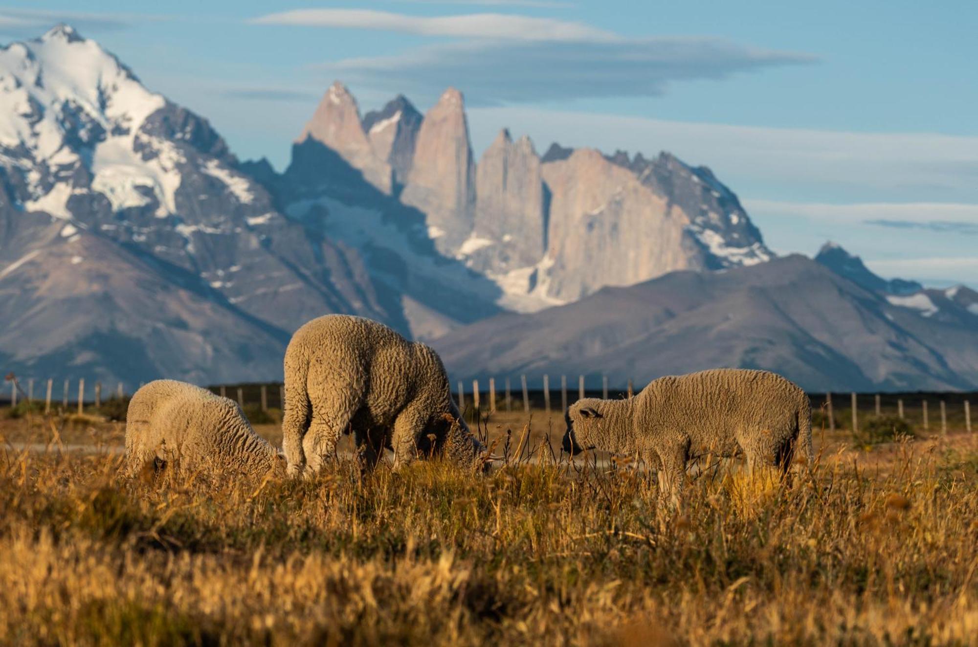 Estancia Cerro Guido Торрес-дель-Пайне Экстерьер фото